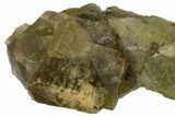 Yellow-Green, Cubic Fluorite Crystal Cluster - Morocco #164551-1